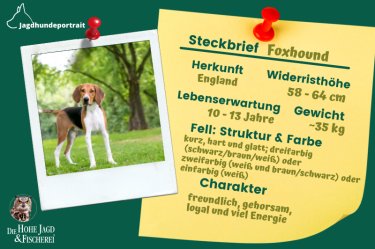 RX Austria & Germany / Shutterstock