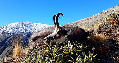 Gämse / Chamois
