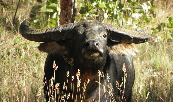 Buffalo Safaris