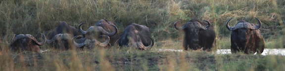 Sandveld Safaris Namibia 