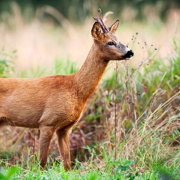 Bockjagd Österreich