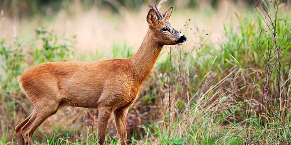 Bockjagd Österreich