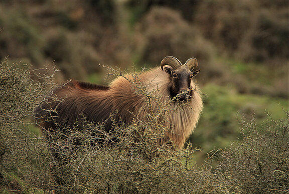 Himalayan Tahr
