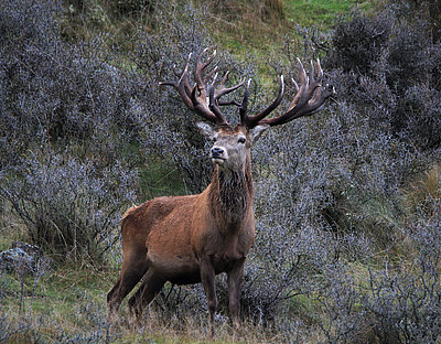 Red Stag